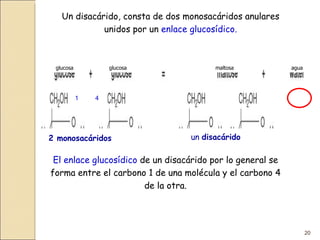 Un disacárido, consta de dos monosacáridos anulares unidos por un  enlace glucosídico. 2 monosacáridos un  disacárido El enlace glucosídico  de un disacárido por lo general se forma entre el carbono 1 de una molécula y el carbono 4 de la otra. 1 4 glucosa glucosa maltosa agua 
