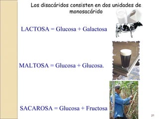 MALTOSA = Glucosa + Glucosa.  SACAROSA = Glucosa + Fructosa LACTOSA = Glucosa + Galactosa Los disacáridos consisten en dos unidades de monosacárido 