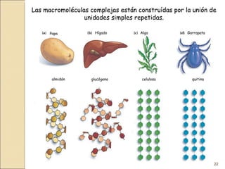 Las macromoléculas complejas están construídas por la unión de unidades simples repetidas. Papa Hígado Alga Garrapata almidón glucógeno celulosa quitina 