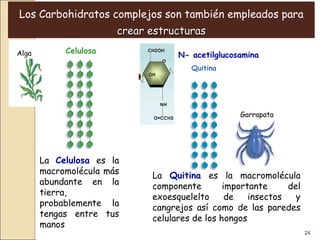 Los Carbohidratos complejos son también empleados para  crear estructuras La  Celulosa  es la macromolécula más abundante en la tierra, probablemente la tengas entre tus manos Alga Celulosa Garrapata Quitina N- acetilglucosamina La  Quitina  es la macromolécula componente importante del exoesquelelto de insectos y cangrejos así como de las paredes celulares de los hongos  