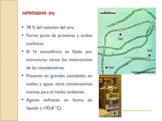 NITRÓGENO  (N) 78 % del volumen del aire. Forma parte de proteínas y ácidos nucleicos. El N atmosférico es fijado por estructuras como los heterocistos de las cianobacterias. Presente en grandes cantidades en suelos y aguas, tiene consecuencias nocivas para el medio ambiente. Agente enfriante en forma de líquido (–195,8 °C). http://valdeperrillos.com/node/208 http://studienprojektsb.wordpress.com/fotos 