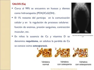 CALCIO (Ca) Cerca al 99% se encuentra en huesos y dientes como hidroxiapatita  (PO4)3Ca5(OH)  . El 1% restante del participa  en la comunicación celular y en  la regulación de procesos celulares:  función de enzimas, presión sanguínea, contracción muscular, etc. En niños la ausencia de Ca y vitamina D se denomina  raquitismo , en adultos la perdida de Ca se conoce como  osteoporosis . http://www.avenidajujuy633.com.ar/dimelco/osteoporosis.asp http://www.saberweb.com.br/nutricao/raquitismo-2/ Vértebra normal Vértebra con osteopenia Vértebra con osteoporosis 