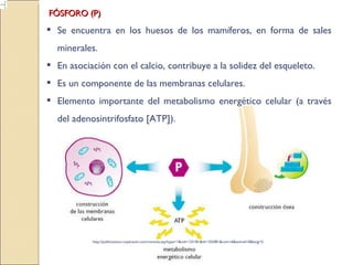 http://publications.royalcanin.com/renvoie.asp?type=1&cid=133181&id=102481&com=6&animal=0&lang=5 FÓSFORO (P) Se encuentra en los huesos de los mamíferos, en forma de sales minerales. En asociación con el calcio, contribuye a la solidez del esqueleto. Es un componente de las membranas celulares. Elemento importante del metabolismo energético celular (a través del adenosintrifosfato [ATP]). 