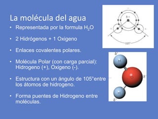 La molécula del agua
• Representada por la formula H2O
• 2 Hidrógenos + 1 Oxigeno
• Enlaces covalentes polares.
• Molécula Polar (con carga parcial):
Hidrogeno (+), Oxigeno (-).
• Estructura con un ángulo de 105°entre
los átomos de hidrogeno.
• Forma puentes de Hidrogeno entre
moléculas.
 