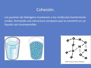Los puentes de hidrógeno mantienen a las moléculas fuertemente
unidas, formando una estructura compacta que la convierte en un
líquido casi incompresible.
Cohesión.
 
