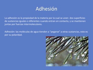 La adhesión es la propiedad de la materia por la cual se unen dos superficies
de sustancias iguales o diferentes cuando entran en contacto, y se mantienen
juntas por fuerzas intermoleculares.
Adhesión: las moléculas de agua tienden a “pegarse” a otras sustancias, esto es
por su polaridad.
Adhesión
 