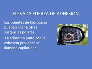 Los puentes de hidrogeno
pueden ligar a otras
sustancias polares
La adhesión junto con la
cohesión provocan la
llamada capilaridad.
ELEVADA FUERZA DE ADHESIÓN.
 