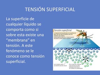 La superficie de
cualquier líquido se
comporta como si
sobre esta existe una
“membrana” en
tensión. A este
fenómeno se le
conoce como tensión
superficial.
TENSIÓN SUPERFICIAL
 