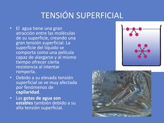 • El agua tiene una gran
atracción entre las moléculas
de su superficie, creando una
gran tensión superficial. La
superficie del líquido se
comporta como una película
capaz de alargarse y al mismo
tiempo ofrecer cierta
resistencia al intentar
romperla.
• Debido a su elevada tensión
superficial se ve muy afectada
por fenómenos de
capilaridad.
• Las gotas de agua son
estables también debido a su
alta tensión superficial.
TENSIÓN SUPERFICIAL
 