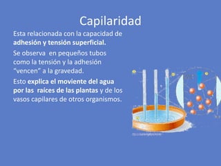 Esta relacionada con la capacidad de
adhesión y tensión superficial.
Se observa en pequeños tubos
como la tensión y la adhesión
“vencen” a la gravedad.
Esto explica el moviente del agua
por las raíces de las plantas y de los
vasos capilares de otros organismos.
Capilaridad
 