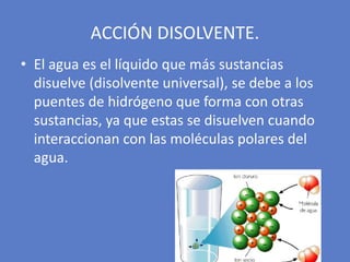 • El agua es el líquido que más sustancias
disuelve (disolvente universal), se debe a los
puentes de hidrógeno que forma con otras
sustancias, ya que estas se disuelven cuando
interaccionan con las moléculas polares del
agua.
ACCIÓN DISOLVENTE.
 