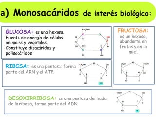 GLUCOSA: es una hexosa.
Fuente de energía de células
animales y vegetales.
Constituye disacáridos y
polisacáridos
FRUCTOSA:
es un hexosa,
abundante en
frutas y en la
miel.
RIBOSA: es una pentosa; forma
parte del ARN y el ATP.
DESOXIRRIBOSA: es una pentosa derivada
de la ribosa, forma parte del ADN.
a) Monosacáridos de interés biológico:
 