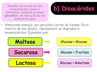 • Almacenan energía, por periodos cortos de tiempo. En el
interior de las células, rápidamente se degradan a
monosacáridos. Ejemplos son:
Sacarosa
Lactosa
Maltosa Glucosa + Glucosa
Glucosa + Fructosa
Glucosa + Galactosa
b) Disacáridos
Resultan de la unión de dos
monosacáridos iguales o
diferentes, mediante un enlace
glicosídico, con liberación de una
molécula de agua.
 