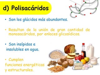 d) Polisacáridos
• Son los glúcidos más abundantes.
• Resultan de la unión de gran cantidad de
monosacáridos, por enlaces glicosídicos.
• Son insípidos e
insolubles en agua.
• Cumplen
funciones energéticas
y estructurales.
 