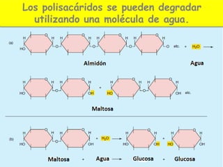 Los polisacáridos se pueden degradar
utilizando una molécula de agua.
 