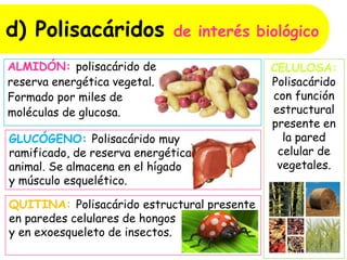 d) Polisacáridos de interés biológico
ALMIDÓN: polisacárido de
reserva energética vegetal.
Formado por miles de
moléculas de glucosa.
GLUCÓGENO: Polisacárido muy
ramificado, de reserva energética
animal. Se almacena en el hígado
y músculo esquelético.
CELULOSA:
Polisacárido
con función
estructural
presente en
la pared
celular de
vegetales.
QUITINA: Polisacárido estructural presente
en paredes celulares de hongos
y en exoesqueleto de insectos.
 