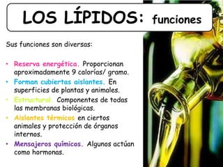 LOS LÍPIDOS: funciones
Sus funciones son diversas:
• Reserva energética. Proporcionan
aproximadamente 9 calorías/ gramo.
• Forman cubiertas aislantes. En
superficies de plantas y animales.
• Estructural. Componentes de todas
las membranas biológicas.
• Aislantes térmicos en ciertos
animales y protección de órganos
internos.
• Mensajeros químicos. Algunos actúan
como hormonas.
 