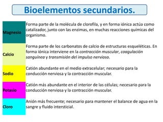 Magnesio
Forma parte de la molécula de clorofila, y en forma iónica actúa como
catalizador, junto con las enzimas, en muchas reacciones químicas del
organismo.
Calcio
Forma parte de los carbonatos de calcio de estructuras esqueléticas. En
forma iónica interviene en la contracción muscular, coagulación
sanguínea y transmisión del impulso nervioso.
Sodio
Catión abundante en el medio extracelular; necesario para la
conducción nerviosa y la contracción muscular.
Potasio
Catión más abundante en el interior de las células; necesario para la
conducción nerviosa y la contracción muscular.
Cloro
Anión más frecuente; necesario para mantener el balance de agua en la
sangre y fluido intersticial.
Bioelementos secundarios.
 