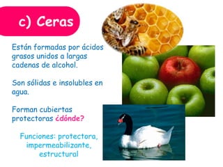 c) Ceras
Están formadas por ácidos
grasos unidos a largas
cadenas de alcohol.
Son sólidas e insolubles en
agua.
Forman cubiertas
protectoras ¿dónde?
Funciones: protectora,
impermeabilizante,
estructural
 