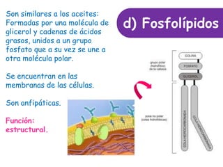 d) Fosfolípidos
Son similares a los aceites:
Formadas por una molécula de
glicerol y cadenas de ácidos
grasos, unidos a un grupo
fosfato que a su vez se une a
otra molécula polar.
Se encuentran en las
membranas de las células.
Son anfipáticas.
Función:
estructural.
 