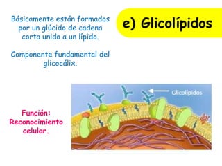 e) GlicolípidosBásicamente están formados
por un glúcido de cadena
corta unido a un lípido.
Componente fundamental del
glicocálix.
Función:
Reconocimiento
celular.
 