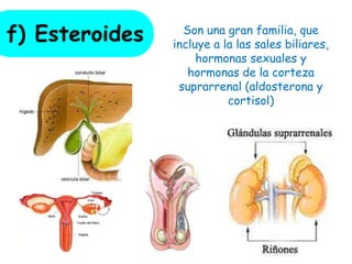 f) Esteroides Son una gran familia, que
incluye a la las sales biliares,
hormonas sexuales y
hormonas de la corteza
suprarrenal (aldosterona y
cortisol)
 