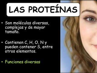 • Son moléculas diversas,
complejas y de mayor
tamaño.
• Contienen C, H, O, N y
pueden contener S, entre
otros elementos.
• Funciones diversas
LAS PROTEÍNAS
 
