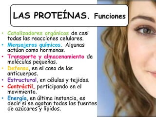 • Catalizadores orgánicos de casi
todas las reacciones celulares.
• Mensajeros químicos. Algunas
actúan como hormonas.
• Transporte y almacenamiento de
moléculas pequeñas.
• Defensa, en el caso de los
anticuerpos.
• Estructural, en células y tejidos.
• Contráctil, participando en el
movimiento.
• Energía, en última instancia, es
decir si se agotan todas las fuentes
de azúcares y lípidos.
LAS PROTEÍNAS. Funciones
 