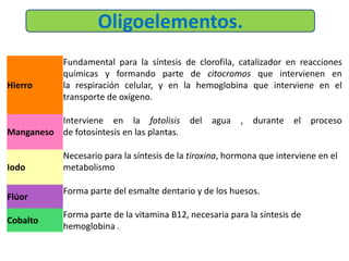 Hierro
Fundamental para la síntesis de clorofila, catalizador en reacciones
químicas y formando parte de citocromos que intervienen en
la respiración celular, y en la hemoglobina que interviene en el
transporte de oxígeno.
Manganeso
Interviene en la fotolisis del agua , durante el proceso
de fotosíntesis en las plantas.
Iodo
Necesario para la síntesis de la tiroxina, hormona que interviene en el
metabolismo
Flúor
Forma parte del esmalte dentario y de los huesos.
Cobalto
Forma parte de la vitamina B12, necesaria para la síntesis de
hemoglobina .
Oligoelementos.
 