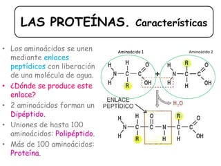 LAS PROTEÍNAS. Características
Aminoácido 1 Aminoácido 2
• Los aminoácidos se unen
mediante enlaces
peptídicos con liberación
de una molécula de agua.
• ¿Dónde se produce este
enlace?
• 2 aminoácidos forman un
Dipéptido.
• Uniones de hasta 100
aminoácidos: Polipéptido.
• Más de 100 aminoácidos:
Proteína.
 