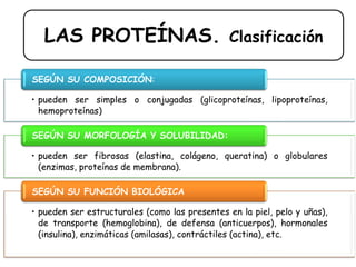 LAS PROTEÍNAS. Clasificación
• pueden ser simples o conjugadas (glicoproteínas, lipoproteínas,
hemoproteínas)
SEGÚN SU COMPOSICIÓN:
• pueden ser fibrosas (elastina, colágeno, queratina) o globulares
(enzimas, proteínas de membrana).
SEGÚN SU MORFOLOGÍA Y SOLUBILIDAD:
• pueden ser estructurales (como las presentes en la piel, pelo y uñas),
de transporte (hemoglobina), de defensa (anticuerpos), hormonales
(insulina), enzimáticas (amilasas), contráctiles (actina), etc.
SEGÚN SU FUNCIÓN BIOLÓGICA
 