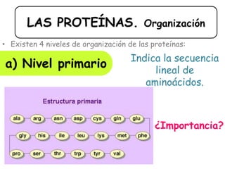 LAS PROTEÍNAS. Organización
• Existen 4 niveles de organización de las proteínas:
a) Nivel primario Indica la secuencia
lineal de
aminoácidos.
¿Importancia?
 