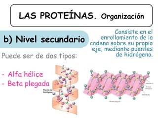 LAS PROTEÍNAS. Organización
b) Nivel secundario
Consiste en el
enrollamiento de la
cadena sobre su propio
eje, mediante puentes
de hidrógeno.Puede ser de dos tipos:
- Alfa hélice
- Beta plegada
 