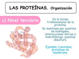 LAS PROTEÍNAS. Organización
c) Nivel terciario Es la forma
tridimensional de la
proteína.
Se mantiene por puentes
de hidrógeno,
interacciones iónicas e
hidrofóbicas, puentes
disulfuro.
Ejemplo: Lisozimas,
proteínas de
membrana.
 
