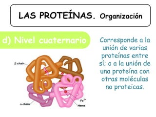 LAS PROTEÍNAS. Organización
d) Nivel cuaternario Corresponde a la
unión de varias
proteínas entre
sí; o a la unión de
una proteína con
otras moléculas
no proteicas.
 