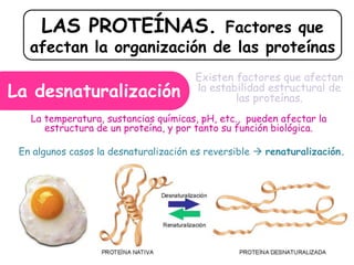 LAS PROTEÍNAS. Factores que
afectan la organización de las proteínas
La desnaturalización
Existen factores que afectan
la estabilidad estructural de
las proteínas.
La temperatura, sustancias químicas, pH, etc., pueden afectar la
estructura de un proteína, y por tanto su función biológica.
En algunos casos la desnaturalización es reversible  renaturalización.
 