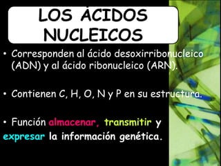 • Corresponden al ácido desoxirribonucleico
(ADN) y al ácido ribonucleico (ARN).
• Contienen C, H, O, N y P en su estructura.
• Función almacenar, transmitir y
expresar la información genética.
LOS ÁCIDOS
NUCLEICOS
 