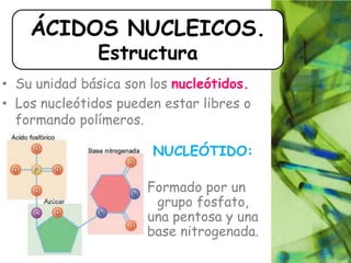 • Su unidad básica son los nucleótidos.
• Los nucleótidos pueden estar libres o
formando polímeros.
ÁCIDOS NUCLEICOS.
Estructura
NUCLEÓTIDO:
Formado por un
grupo fosfato,
una pentosa y una
base nitrogenada.
 
