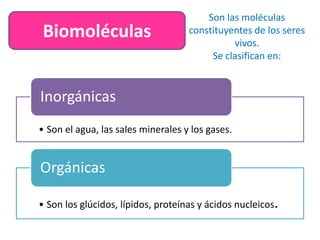 Biomoléculas
Son las moléculas
constituyentes de los seres
vivos.
Se clasifican en:
• Son el agua, las sales minerales y los gases.
Inorgánicas
• Son los glúcidos, lípidos, proteínas y ácidos nucleicos.
Orgánicas
 