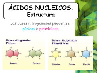 Las bases nitrogenadas pueden ser
púricas o pirimídicas.
ÁCIDOS NUCLEICOS.
Estructura
 