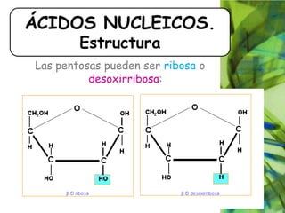 Las pentosas pueden ser ribosa o
desoxirribosa:
ÁCIDOS NUCLEICOS.
Estructura
 