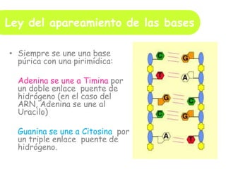 Ley del apareamiento de las bases
• Siempre se une una base
púrica con una pirimídica:
Adenina se une a Timina por
un doble enlace puente de
hidrógeno (en el caso del
ARN, Adenina se une al
Uracilo)
Guanina se une a Citosina por
un triple enlace puente de
hidrógeno.
 