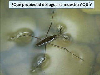 ¿Qué propiedad del agua se muestra AQUÍ?
 