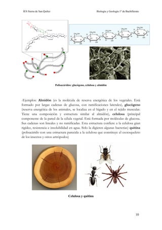 IES Sierra de San Quílez Biología y Geología 1º de Bachillerato
10
Polisacáridos: glucógeno, celulosa y almidón
-Ejemplos: Almidón (es la molécula de reserva energética de los vegetales. Está
formado por largas cadenas de glucosa, con ramificaciones laterales), glucógeno
(reserva energética de los animales, se localiza en el hígado y en el tejido muscular.
Tiene una composición y estructura similar al almidón), celulosa (principal
componente de la pared de la célula vegetal. Está formada por moléculas de glucosa.
Sus cadenas son lineales y no ramificadas. Esta estructura confiere a la celulosa gran
rigidez, resistencia e insolubilidad en agua. Solo la digieren algunas bacterias) quitina
(polisacárido con una estructura parecida a la celulosa que constituye el exoesqueleto
de los insectos y otros artrópodos)
Celulosa y quitina
 