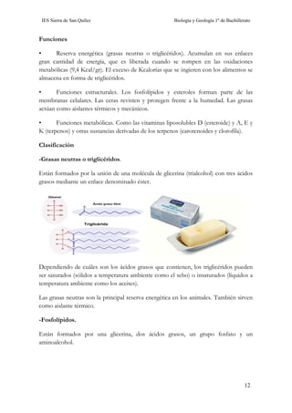 IES Sierra de San Quílez Biología y Geología 1º de Bachillerato
12
Funciones
• Reserva energética (grasas neutras o triglicéridos). Acumulan en sus enlaces
gran cantidad de energía, que es liberada cuando se rompen en las oxidaciones
metabólicas (9,4 Kcal/gr). El exceso de Kcalorías que se ingieren con los alimentos se
almacena en forma de triglicéridos.
• Funciones estructurales. Los fosfolípidos y esteroles forman parte de las
membranas celulares. Las ceras revisten y protegen frente a la humedad. Las grasas
actúan como aislantes térmicos y mecánicos.
• Funciones metabólicas. Como las vitaminas liposolubles D (esteroide) y A, E y
K (terpenos) y otras sustancias derivadas de los terpenos (carotenoides y clorofila).
Clasificación
-Grasas neutras o triglicéridos.
Están formados por la unión de una molécula de glicerina (trialcohol) con tres ácidos
grasos mediante un enlace denominado éster.
Dependiendo de cuáles son los ácidos grasos que contienen, los triglicéridos pueden
ser saturados (sólidos a temperatura ambiente como el sebo) o insaturados (líquidos a
temperatura ambiente como los aceites).
Las grasas neutras son la principal reserva energética en los animales. También sirven
como aislante térmico.
-Fosfolípidos.
Están formados por una glicerina, dos ácidos grasos, un grupo fosfato y un
aminoalcohol.
 