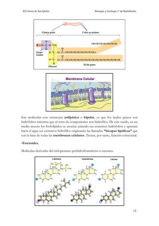 IES Sierra de San Quílez Biología y Geología 1º de Bachillerato
13
Son moléculas con estructura anfipática o bipolar, ya que los ácidos grasos son
hidrófobos mientras que el resto de componentes son hidrófilos. De este modo, en un
medio acuoso los fosfolípidos se asocian uniendo sus extremos hidrófobos y apuntan
hacia el agua sus extremos hidrófilos originando las llamadas “bicapas lipídicas” que
son la base de todas las membranas celulares. Tienen, por tanto, función estructural.
-Esteroides.
Moléculas derivadas del ciclopentano perhidrofenantreno o esterano.
 