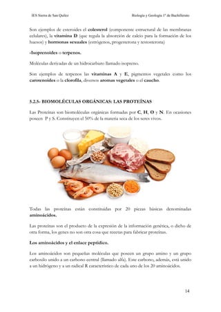 IES Sierra de San Quílez Biología y Geología 1º de Bachillerato
14
Son ejemplos de esteroides el colesterol (componente estructural de las membranas
celulares), la vitamina D (que regula la absorción de calcio para la formación de los
huesos) y hormonas sexuales (estrógenos, progesterona y testosterona)
-Isoprenoides o terpenos.
Moléculas derivadas de un hidrocarburo llamado isopreno.
Son ejemplos de terpenos las vitaminas A y E, pigmentos vegetales como los
carotenoides o la clorofila, diversos aromas vegetales o el caucho.
5.2.5- BIOMOLÉCULAS ORGÁNICAS: LAS PROTEÍNAS
Las Proteínas son biomoléculas orgánicas formadas por C, H, O y N. En ocasiones
poseen P y S. Constituyen el 50% de la materia seca de los seres vivos.
Todas las proteínas están constituidas por 20 piezas básicas denominadas
aminoácidos.
Las proteínas son el producto de la expresión de la información genética, o dicho de
otra forma, los genes no son otra cosa que recetas para fabricar proteínas.
Los aminoácidos y el enlace peptídico.
Los aminoácidos son pequeñas moléculas que poseen un grupo amino y un grupo
carboxilo unido a un carbono central (llamado alfa). Este carbono, además, está unido
a un hidrógeno y a un radical R característico de cada uno de los 20 aminoácidos.
 