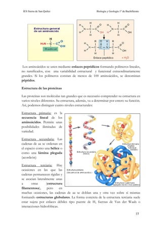 IES Sierra de San Quílez Biología y Geología 1º de Bachillerato
15
Los aminoácidos se unen mediante enlaces peptídicos formando polímeros lineales,
no ramificados, con una variabilidad estructural y funcional extraordinariamente
grandes. Si los polímeros constan de menos de 100 aminoácidos, se denominan
péptidos.
Estructura de las proteínas
Las proteínas son moléculas tan grandes que es necesario comprender su estructura en
varios niveles diferentes. Su estructura, además, va a determinar por entero su función.
Así, podemos distinguir cuatro niveles estructurales:
Estructura primaria: es la
secuencia lineal de los
aminoácidos. Permite unas
posibilidades ilimitadas de
variedad.
Estructura secundaria: Las
cadenas de aa se ordenan en
el espacio como una hélice o
como una lámina plegada
(acordeón)
Estructura terciaria: Hay
ocasiones en las que las
cadenas permanecen rígidas y
se asocian lateralmente unas
a otras (estructura
filamentosa), pero en
muchas ocasiones, las cadenas de aa se doblan una y otra vez sobre sí mismas
formando estructuras globulares. La forma concreta de la estructura terciaria suele
estar sujeta por enlaces débiles tipo puente de H, fuerzas de Van der Waals o
interacciones hidrofóbicas.
 