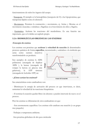 IES Sierra de San Quílez Biología y Geología 1º de Bachillerato
17
funcionamiento de todos los órganos del cuerpo.
- Transporte. El ejemplo es la hemoglobina (transporte de O) o las Lipoproteínas, que
transportan lípidos como el colesterol.
- Movimiento. Permiten la contracción y movimiento, ej, Actina y Miosina en el
movimiento muscular, o tubulinas y flagelinas en el movimiento de cilios y flagelos.
- Enzimática. Aceleran las reacciones del metabolismo. Es una función tan
importante, que se le dedica un capítulo propio.
5.2.6- BIOMOLÉCULAS ORGÁNICAS: LAS ENZIMAS
-Concepto de enzima
Los enzimas son proteínas que aceleran la velocidad de reacción de determinados
procesos químicos de forma específica, reconociendo y uniéndose a la molécula que
actúa como sustrato (reactivo)
transformándolo en producto.
Son ejemplos de enzimas la ADN
polimerasa (encargada de duplicar
ADN ), la lactasa (encargada de
romper la lactosa en glucosa más
galactosa), la ATP sintetasa
(encargada de fosforilar ATP) etc
- ¿Cómo actúan las enzimas?
Sus características como catalizadores son:
- Disminuyen la energía de activación del proceso en que intervienen, es decir,
aumentan la velocidad de las reacciones bioquímicas.
- Al terminar la reacción quedan libres sin alterarse y pueden intervenir de nuevo en el
proceso.
Pero las enzimas se diferencian de otros catalizadores en que:
- Son enormemente específicas. Los enzimas sólo catalizan una reacción (o un grupo
muy pequeño)
-Trabajan a temperatura ambiente.
-Son proteínas globulares de alto peso molecular
 