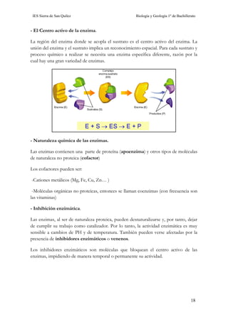 IES Sierra de San Quílez Biología y Geología 1º de Bachillerato
18
- El Centro activo de la enzima.
La región del enzima donde se acopla el sustrato es el centro activo del enzima. La
unión del enzima y el sustrato implica un reconocimiento espacial. Para cada sustrato y
proceso químico a realizar se necesita una enzima específica diferente, razón por la
cual hay una gran variedad de enzimas.
- Naturaleza química de las enzimas.
Las enzimas contienen una parte de proteína (apoenzima) y otros tipos de moléculas
de naturaleza no proteica (cofactor)
Los cofactores pueden ser:
-Cationes metálicos (Mg, Fe, Cu, Zn… )
-Moléculas orgánicas no proteicas, entonces se llaman coenzimas (con frecuencia son
las vitaminas)
- Inhibición enzimática.
Las enzimas, al ser de naturaleza proteica, pueden desnaturalizarse y, por tanto, dejar
de cumplir su trabajo como catalizador. Por lo tanto, la actividad enzimática es muy
sensible a cambios de PH y de temperatura. También pueden verse afectadas por la
presencia de inhibidores enzimáticos o venenos.
Los inhibidores enzimáticos son moléculas que bloquean el centro activo de las
enzimas, impidiendo de manera temporal o permanente su actividad.
 
